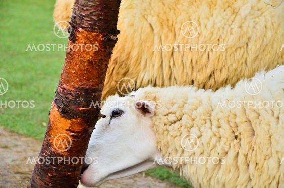 Sheep eat the bark.
