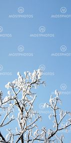 snow on tree branches