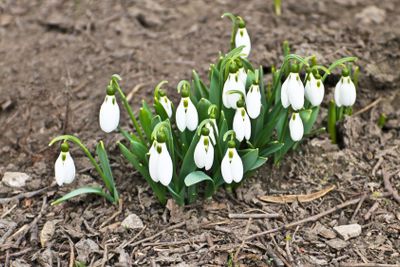 White snowdrop flowers (Galanthus nivalis) on early spring