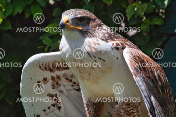 Ferruginous hawk (Buteo regalis)