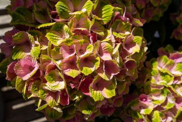Hydrangea macrophylla Magical Amethyst in bright sunlight.