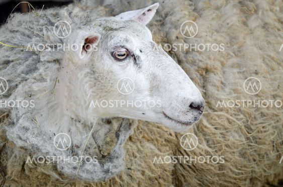 lampaat
