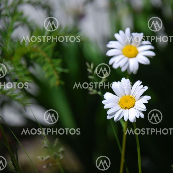 Daisy wildflower closeup