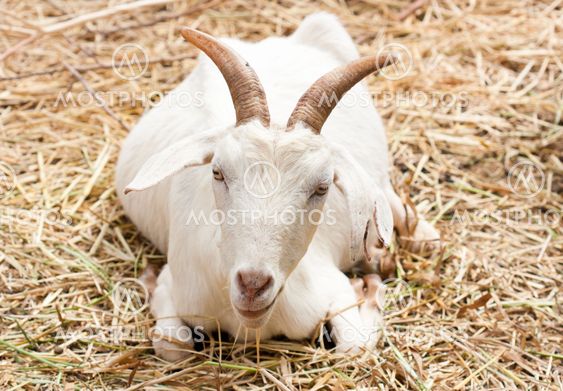 Close up goat in the farm