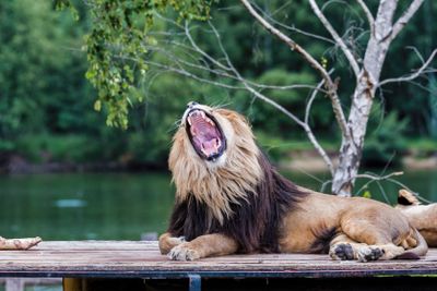 roaring lion on top of car