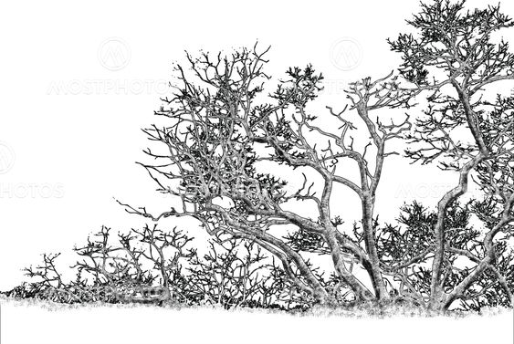 tree graphic drawing