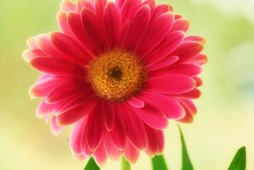 Flowers, daisy and environment with plant in nature for...