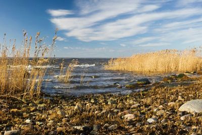 seacoast with seagrass and stones