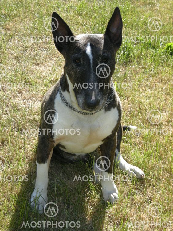 Sitting Bull Terrier