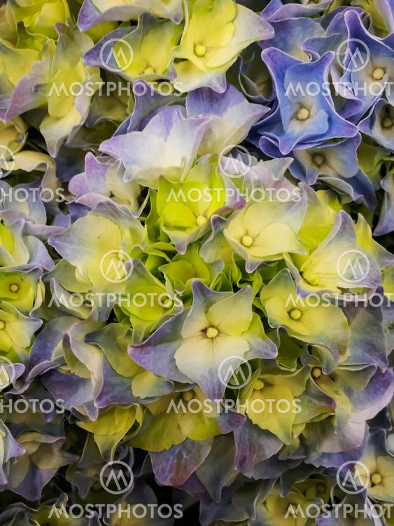 Hydrangeas