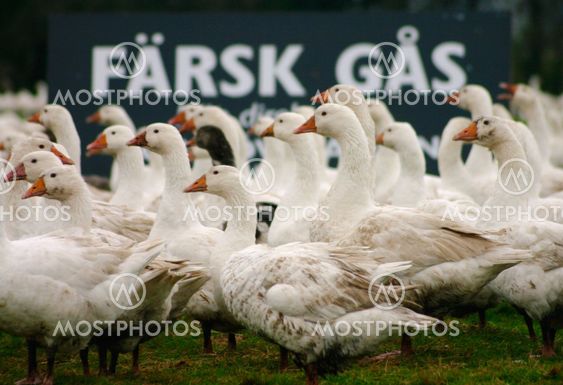 Fresh goose