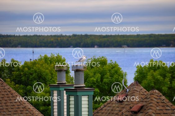 Seagull on Chimney