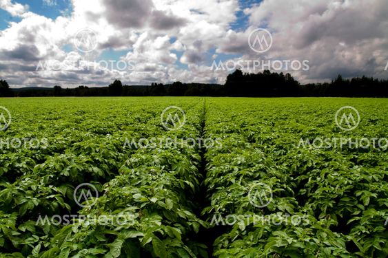 Potato farm