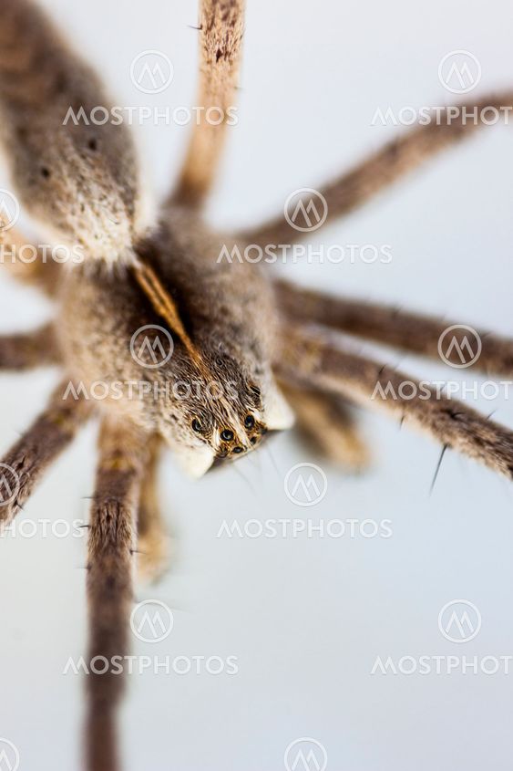 Spindel