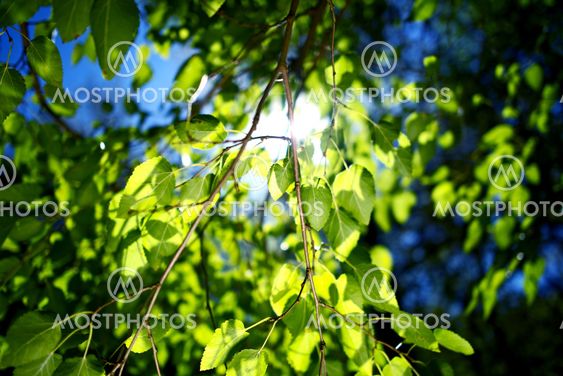 Summer Branches