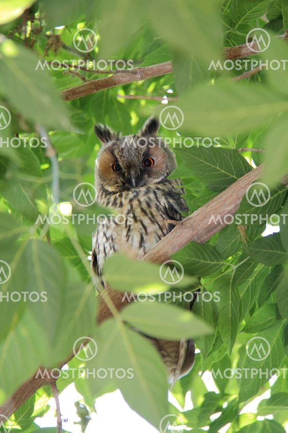 owl on green tree
