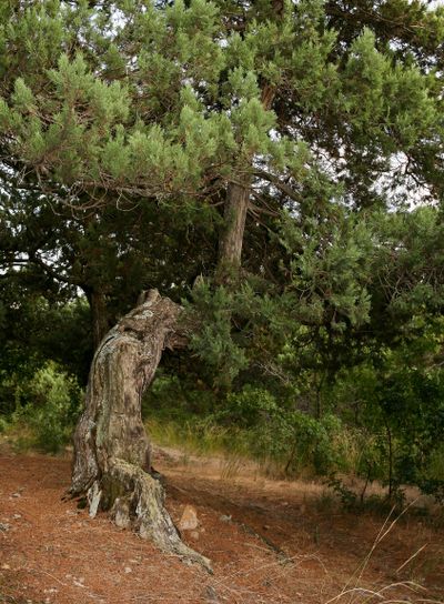 Big gnarled with winding trunk green juniper tree. 