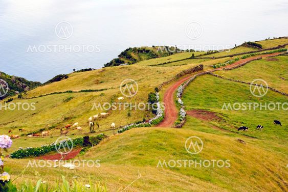 Pastrue landscape, Sao Jorge