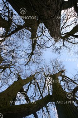Looking up a tree