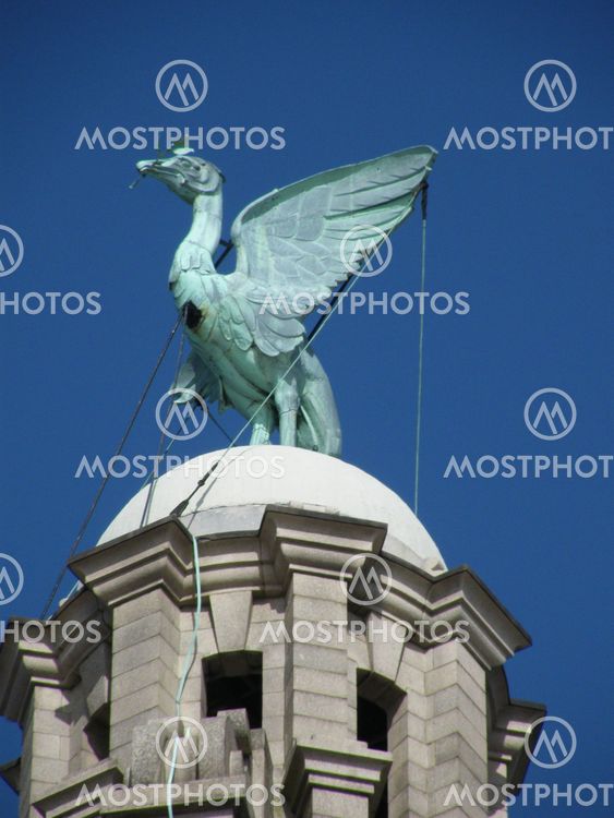 Liver Bird