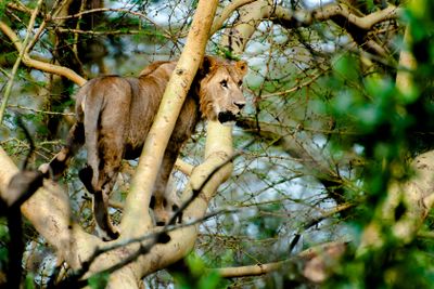 Young Lion in Tree