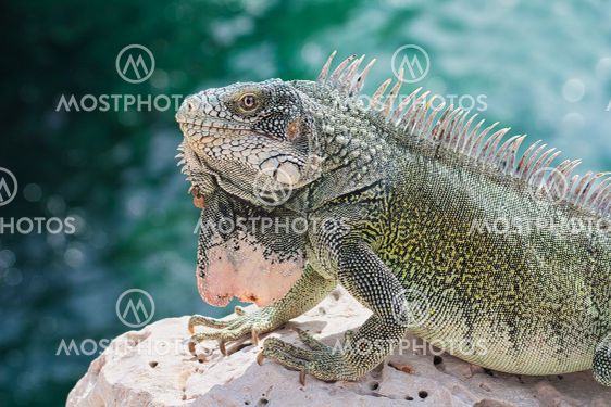 Green iguana