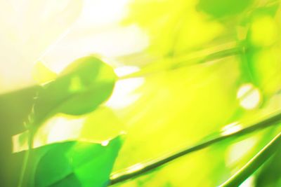 Morning light through summer green goliage. Natural