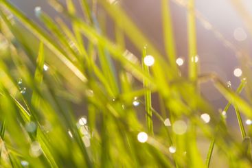 Natural grass background with blurred bokeh and sun light