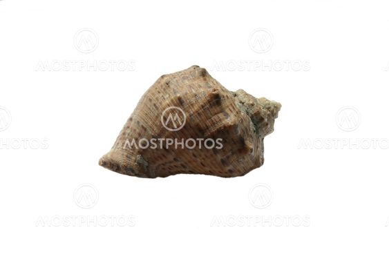 Bowl of a snail on a white background