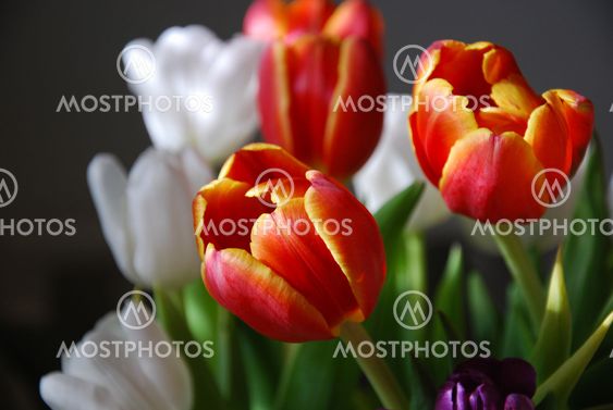 Glorious tulips closeup