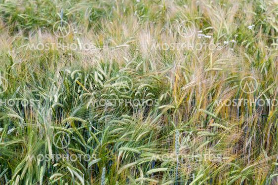 ears of rye
