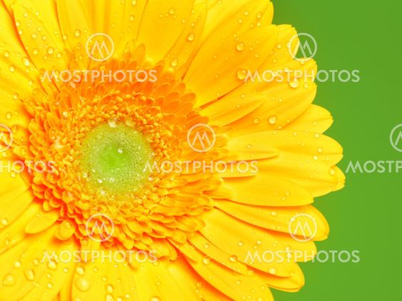 Yellow Gerbera Flower