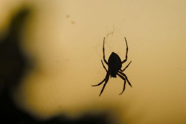 European garden spider Araneus diadematus in a web.