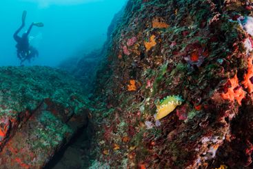 nudibranch in rocky formation covered with coral