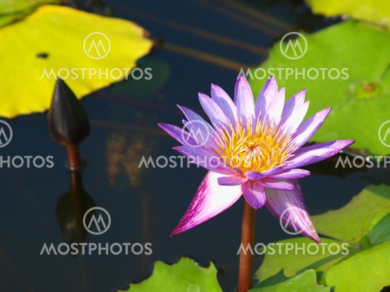 Næroptagelse af farverige lilla water lily
