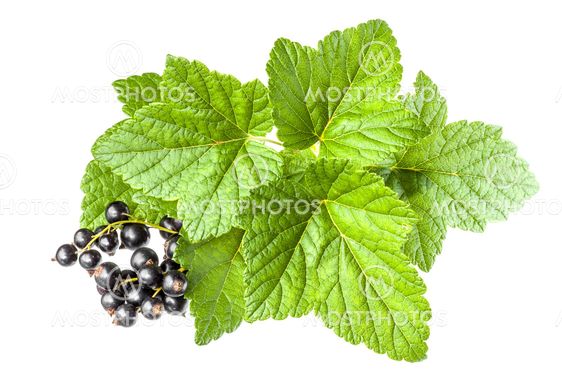 Currants
