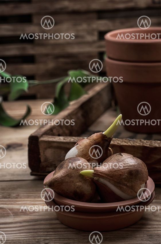 shoots of tulips