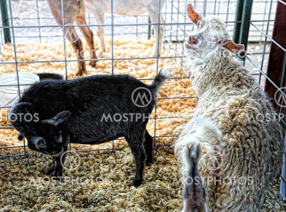 Goats