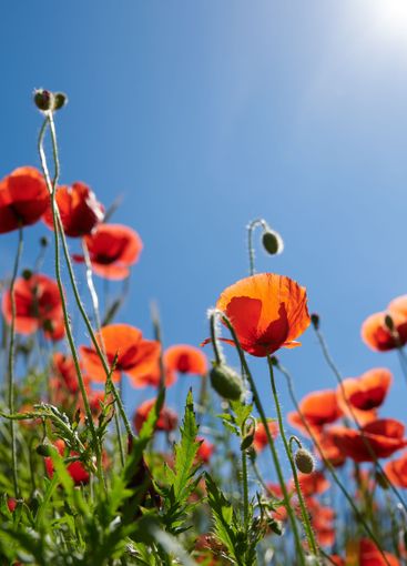 Countryside, sky and flowers in garden, floral and...