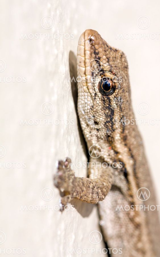 Common Lizard (Juvenile)