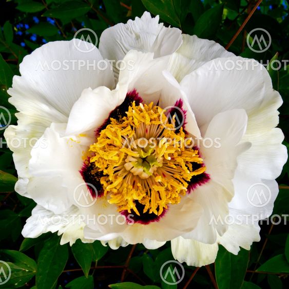Paeonia Rockii Xue Lian