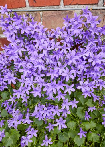 Flowers, nature and garden with growth for summer,...