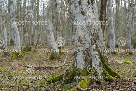 I en Öländsk avenbokskog