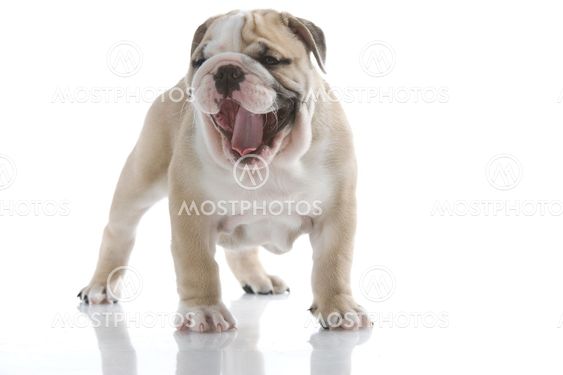 English bulldog puppy
