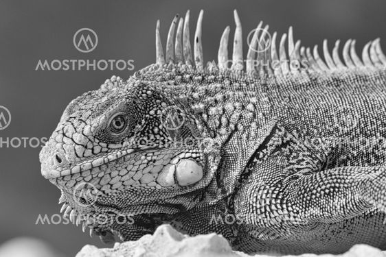 Green iguana
