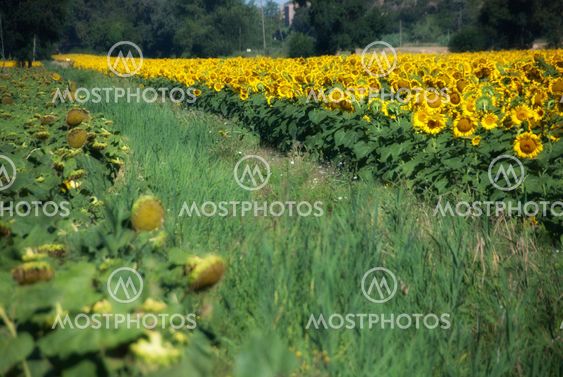Auringonkukka Meadow Toscana