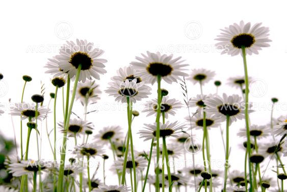 Daisies on white