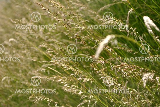 Grass