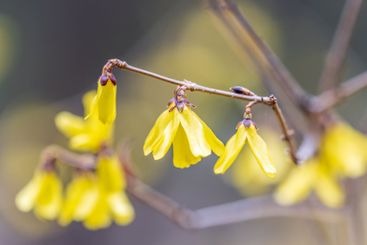 Forsythia. Blooming forsythia bush. Yellow flower on a...