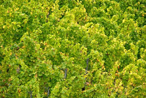 vineyard from above